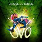Cirque du Soleil's OVO live