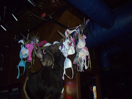 Blue Moose Tap House, Iowa City