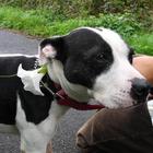 Steve Elston Concert Tickets - 2026 Tour Dates