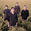 Sennen Concert Tickets - 2026 Tour Dates