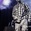 Shorte Concert Tickets - 2026 Tour Dates