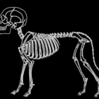 A Dog Called Ego Concert Tickets - 2026 Tour Dates