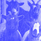 Drache Concert Tickets - 2026 Tour Dates