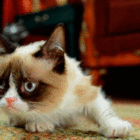 CrestinaWave’s profile image