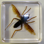 mosaiclawns’s profile image