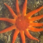 Pycnopodia’s profile image