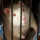 chaosdefinesorder’s profile image