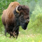 TheBigBison’s profile image