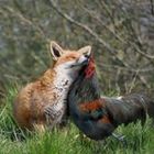 jakob-kolb’s profile image