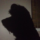 litleragdoll’s profile image