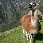 pier-claudio-polo’s profile image