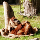 ChucklesZeClown’s profile image