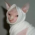 karen-nakamaki’s profile image