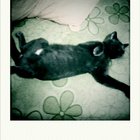 a_adri’s profile image