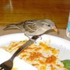 bianca-engler’s profile image