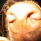 angus-clab’s profile image