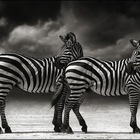 elzee’s profile image