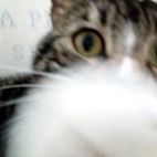 alphonso-james’s profile image