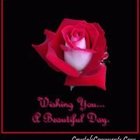 lee-ash’s profile image