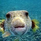 jennifer-potter’s profile image