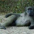 kelly-champion’s profile image