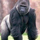 leadon-tambo’s profile image