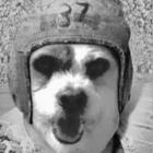 chuck-weiss’s profile image