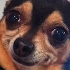 lobotomyx’s profile image