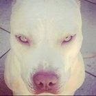 kajulqa-kubickova’s profile image