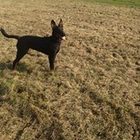 gera-schuurman-koedi’s profile image