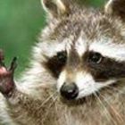 rafael-reusser’s profile image