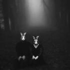 jose-patino-gomez’s profile image