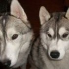 robin-ironhorse’s profile image