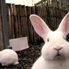 kwi’s profile image