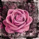 legacy-photos’s profile image