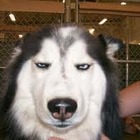 MoisesR’s profile image