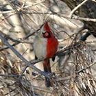 wild-pretty-bird’s profile image