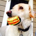 brandon-davison’s profile image