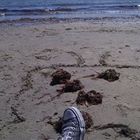 laura-macdonald-1’s profile image