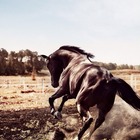 Arikuni15’s profile image