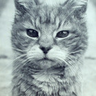 hugh.janus’s profile image