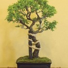 BoneDoc’s profile image