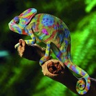 Zagen5000’s profile image